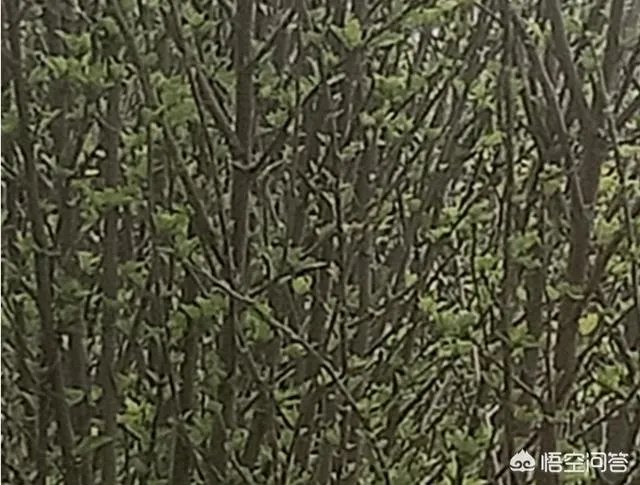 种花椒前景如何?