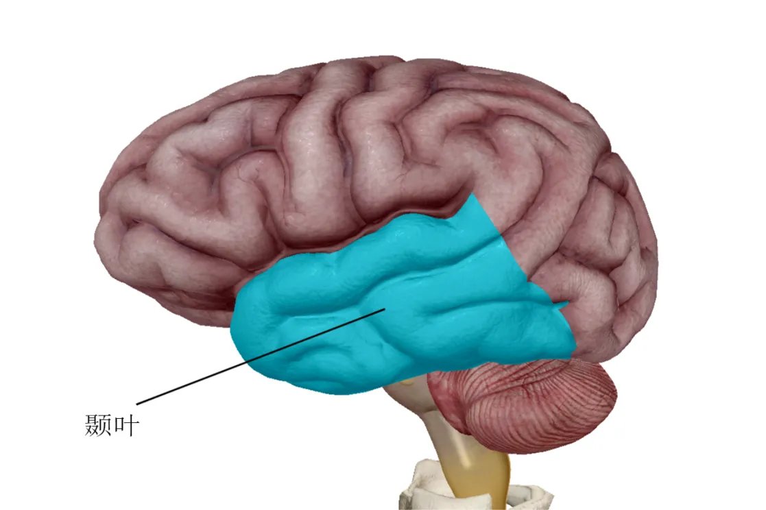 人的大脑结构图