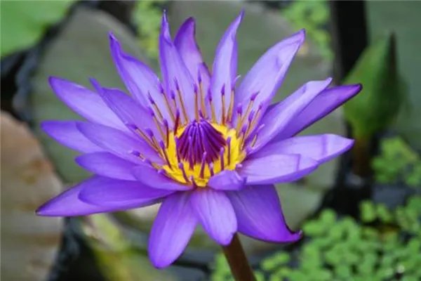 世界上最神秘的花排行榜 幽灵兰花上榜第四长相恐怖