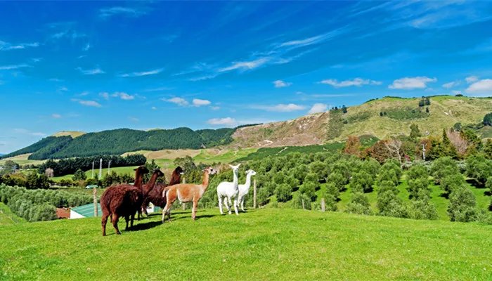 骑在羊背上的国家是指哪个国家