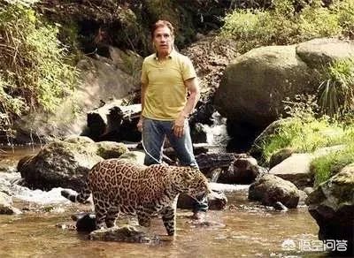 如何看待泰国女子养豹当宠物称是朋友这件事？