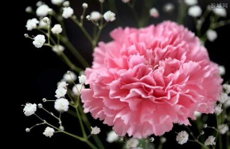 康乃馨涨价四五倍 康乃馨价格为什么这么贵？