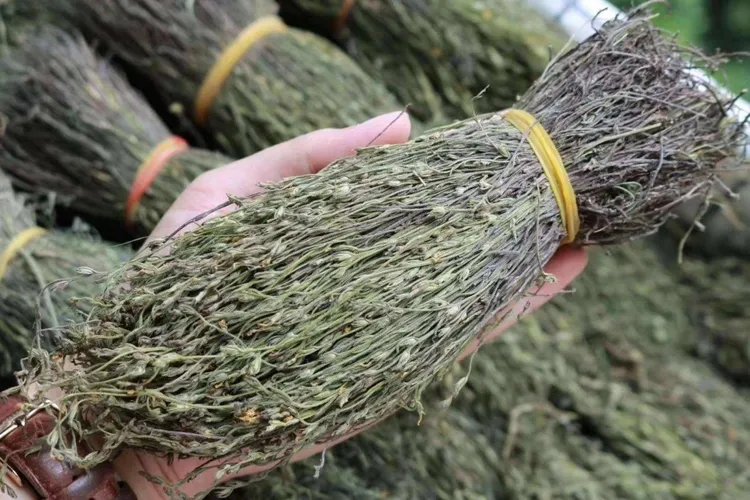 独脚金草药图片大全