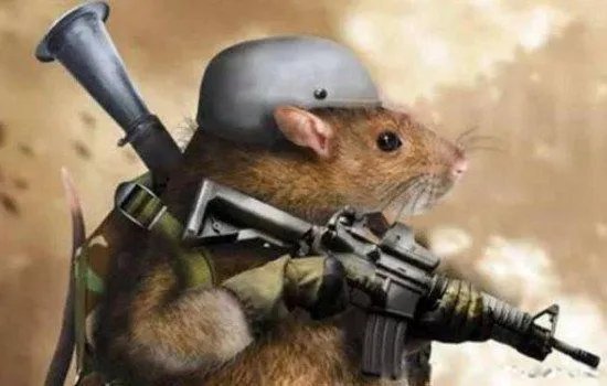 非洲巨鼠长什么样有多大 世界上最大的老鼠的样子