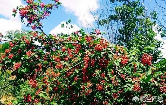 种花椒前景如何?