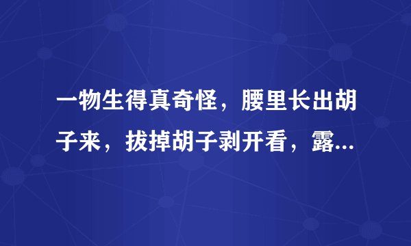 一物生得真奇怪，腰里长出胡子来，拔掉胡子剥开看，露出牙齿一排排(打一植物)