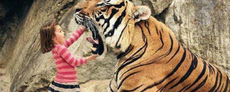 梦见老虎吃人是什么预兆 梦见老虎吃人预示什么