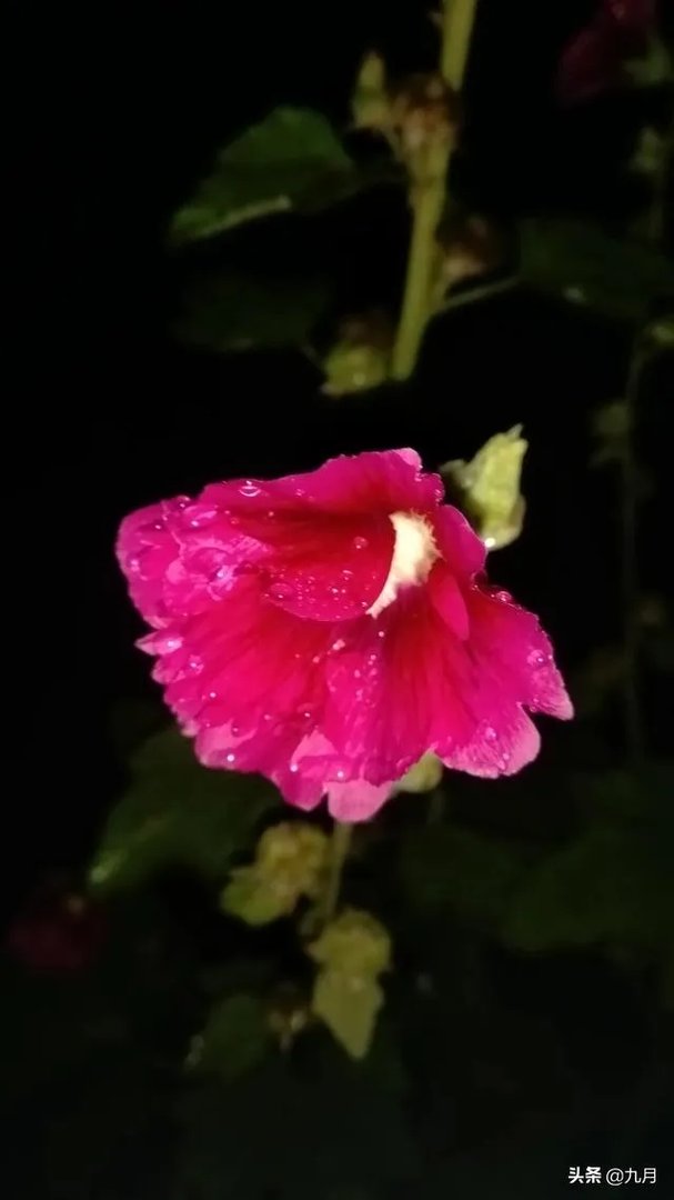 老大男孩叫马玉轩，老二女孩叫什么？中间要有玉？