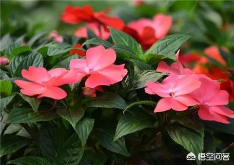 一年生花卉有哪些？