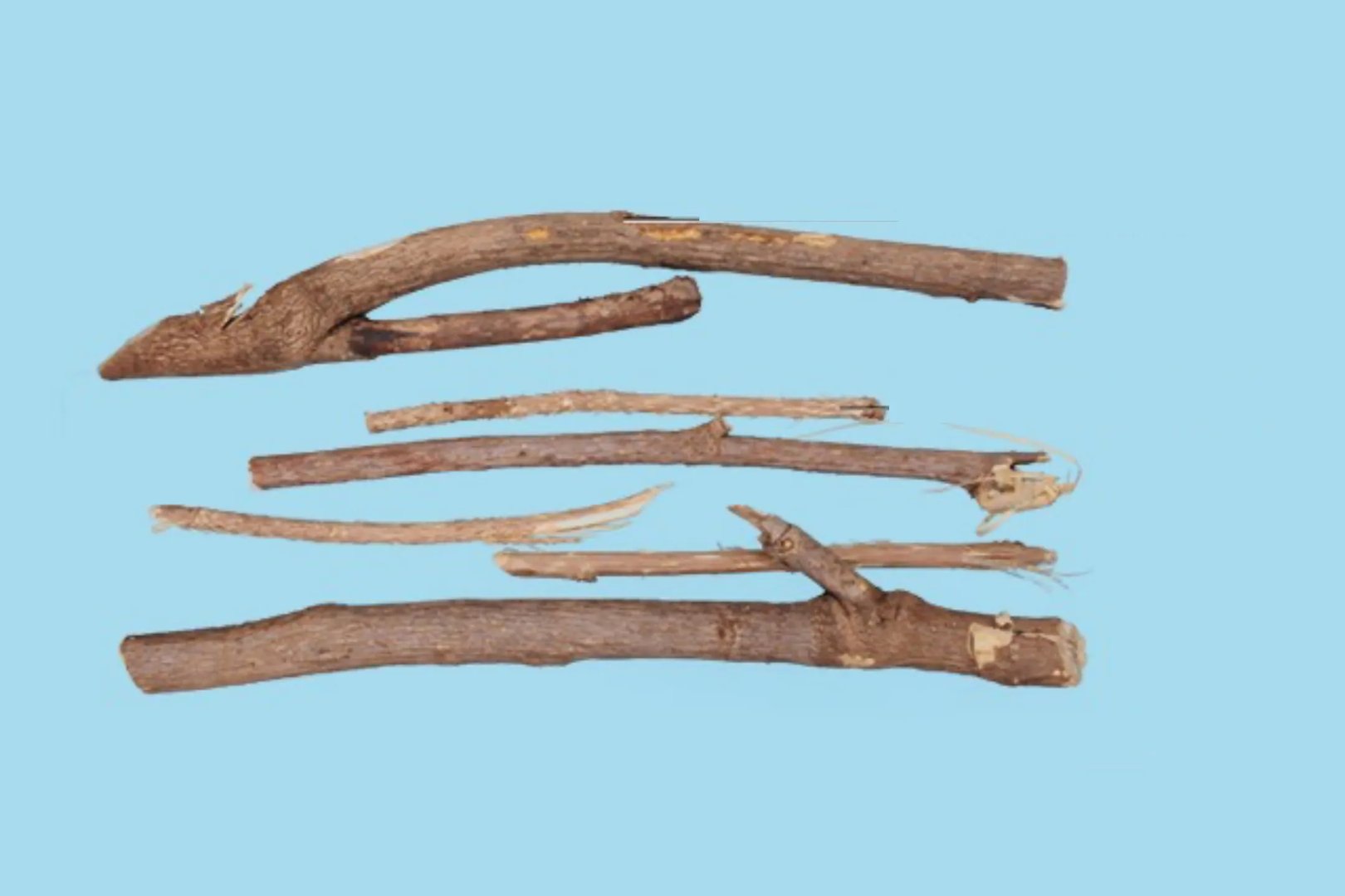 刺五加的功效与作用图片