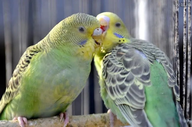 大学生售卖2只鹦鹉一审获刑6年 到底是怎么回事