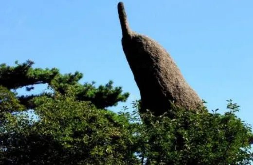 形容黄山奇石的狮子抢球的课文是什么？