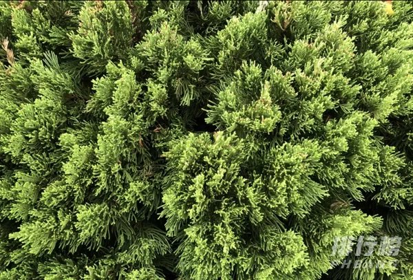 iphone12和iphone8p尺寸对比_iphone12和iphone8p尺寸大小对比