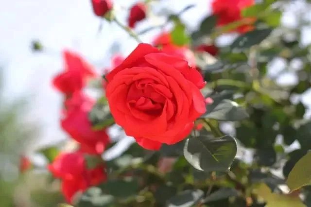 石家庄有哪些城市文化名片?