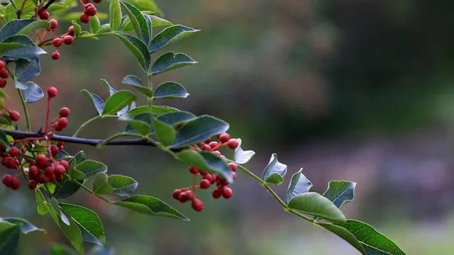 种花椒前景如何?