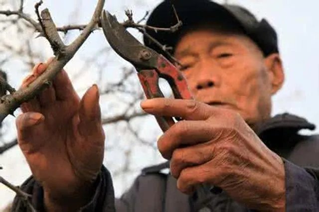 种花椒前景如何?