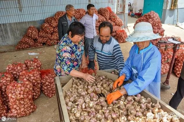 大蒜种植用什么肥料？