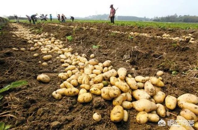 内蒙古人吃土豆有哪些做法？