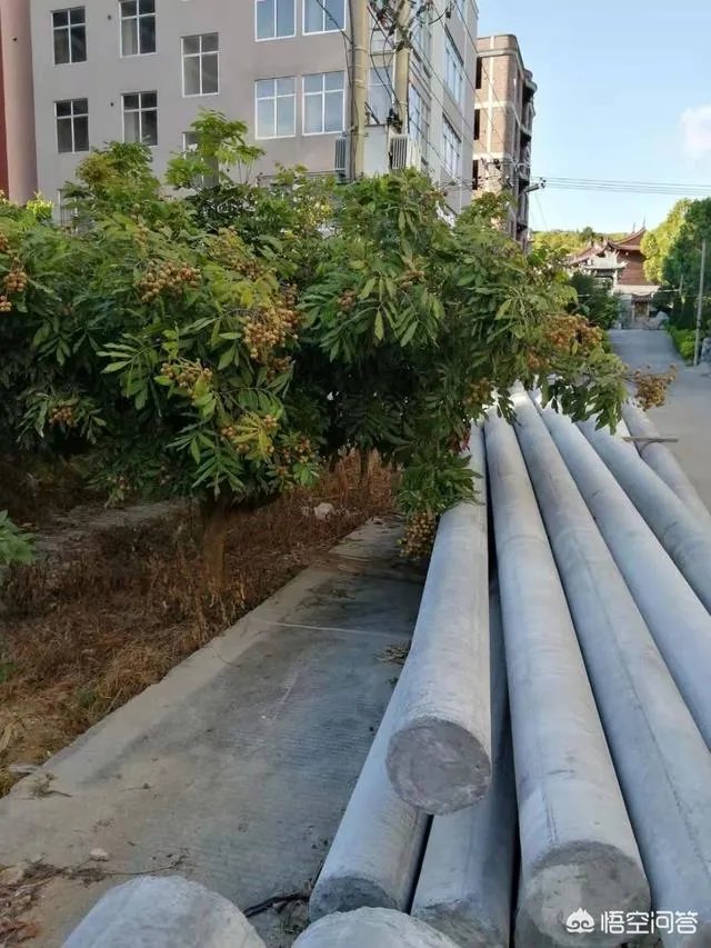 中国最出名的龙眼产地是哪里