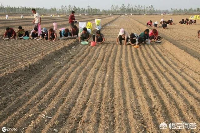 大蒜种植用什么肥料？