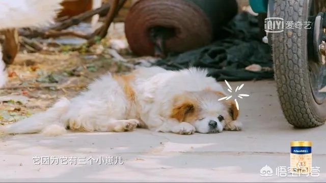 邓莎家的大麟子你们喜欢吗？