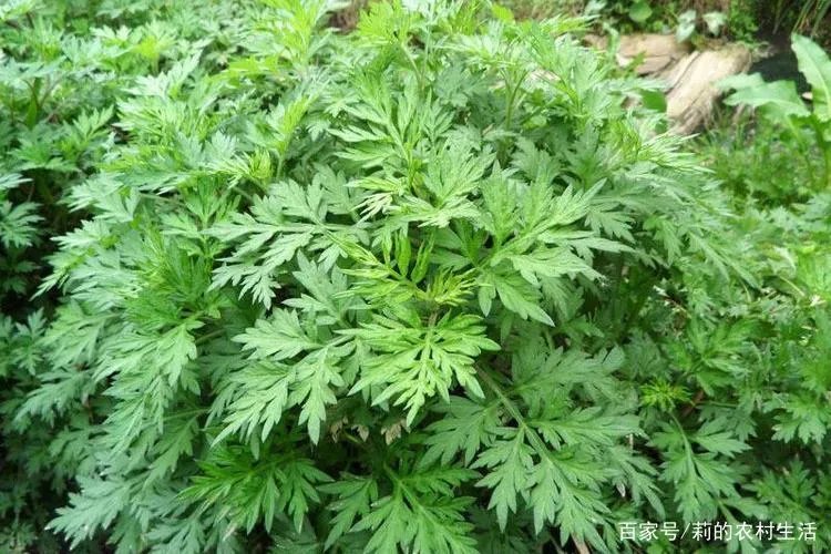 艾草的种植前景怎么样？种植艾草每年每亩的利润是多？