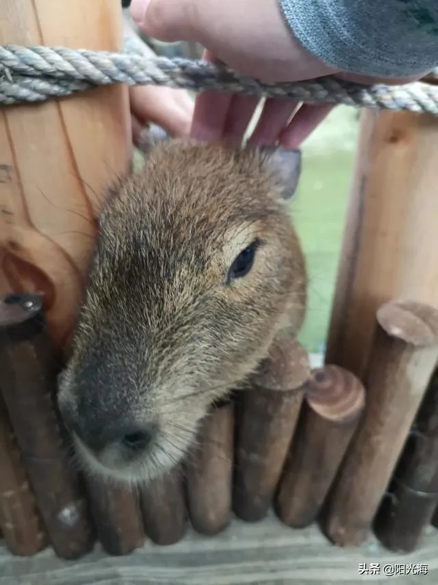 日照海洋公园门票多少钱？里边好玩吗？