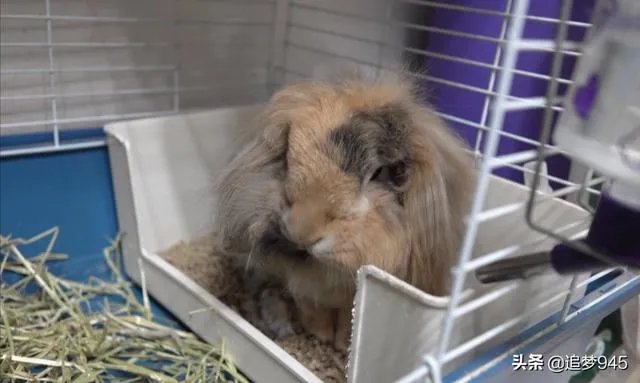 种兔该怎么养殖？