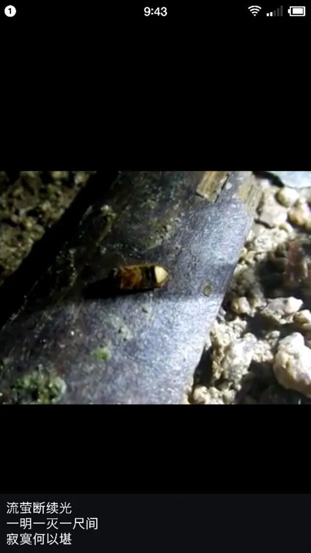 萤火虫是不是灭绝了?