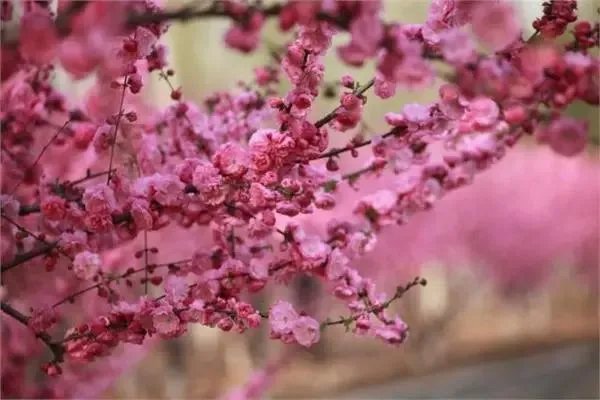 石家庄有哪些城市文化名片?