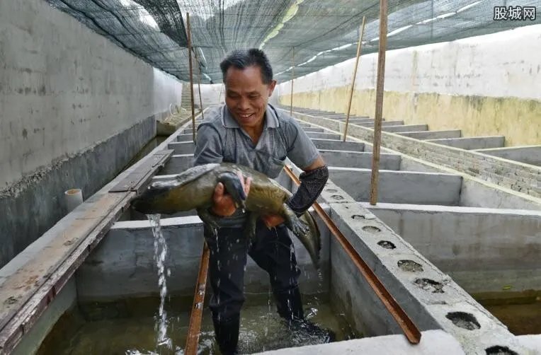 娃娃鱼多少钱一斤 娃娃鱼有什么营养价值