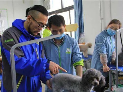 南京如何选一个好的宠物美容学校