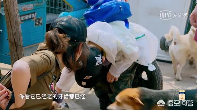 邓莎家的大麟子你们喜欢吗？