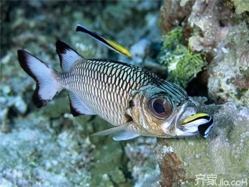 清洁工鱼怎么养  还你一个干净的环境