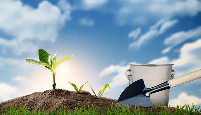 植树节的由来 植树节的由来是什么