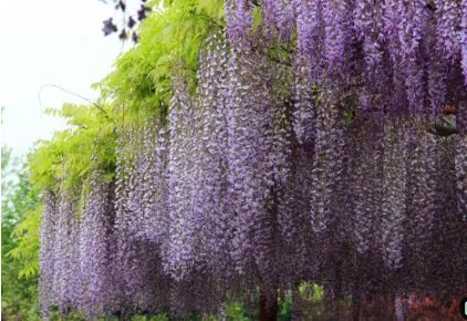花和人都会遇到各种各样的不幸，可什么是生命的长河呢？