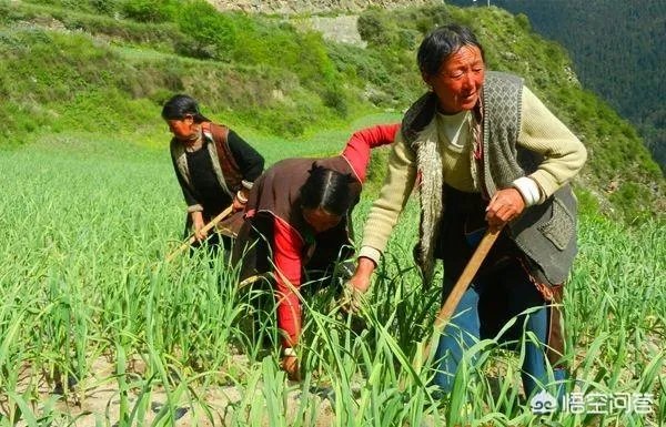 大蒜种植用什么肥料？