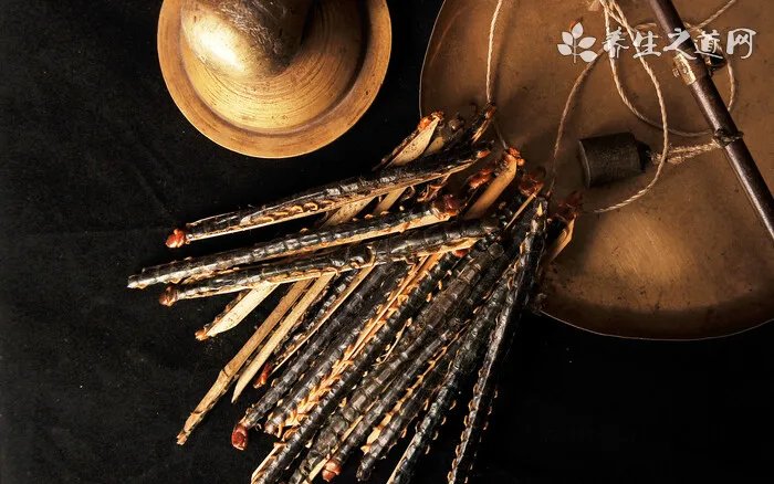 鹩哥可以吃大麦虫吗