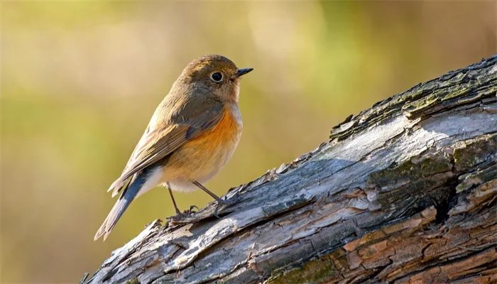 哪些是益鸟 益鸟有哪些