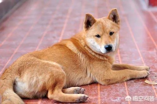 农业农村部征求意见：狗为伴侣动物拟禁食。你怎么看？