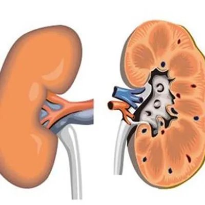 肾阳虚什么症状有哪些