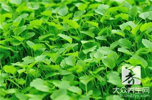 常见的桑树叶，药用功能这么多