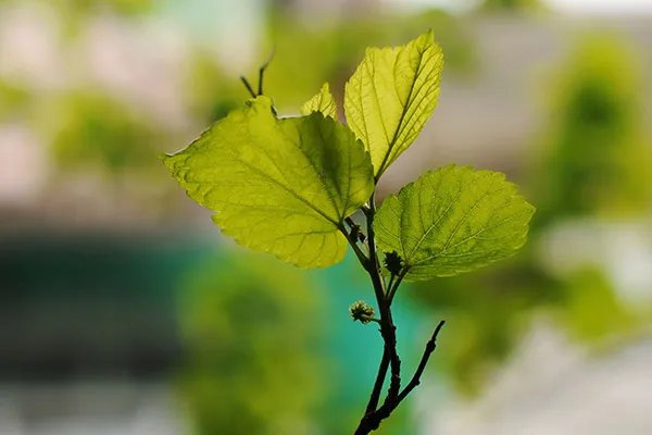 桑叶茶的功效与作用