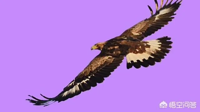 金雕有多大？能把人抓上天吗？