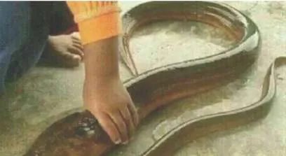 世界上最大的黄鳝，长1.5米重36斤