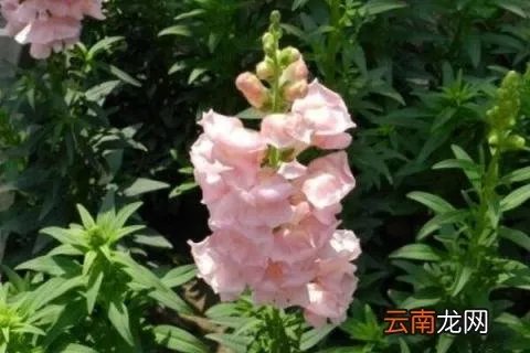 金鱼草花期