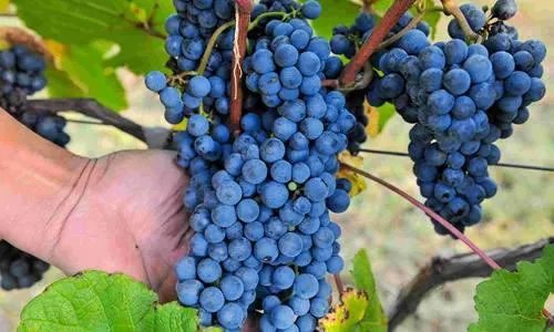 集安葡萄为何全国都出名?