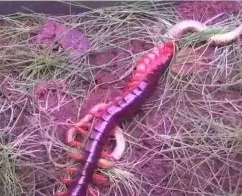 世界上最大的蜈蚣 目前发现的最大一只更是长达0.6米