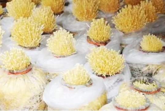 金针菇根怎么再生？