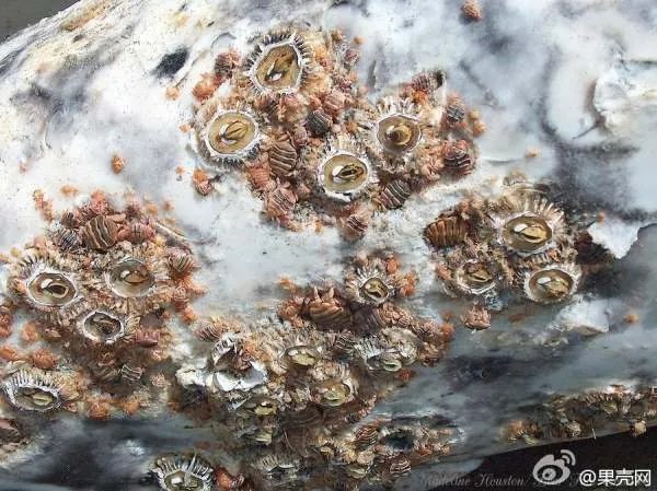 鲸虱的天敌是什么？